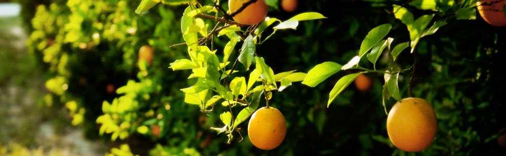 citrus-fruits