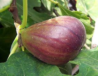 figs